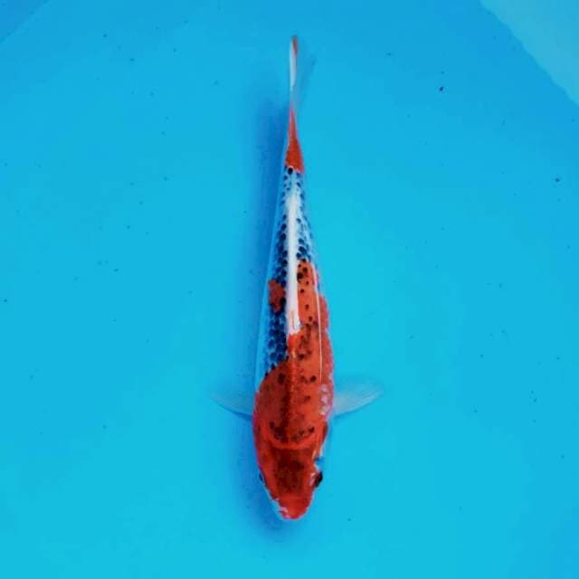 Ghosiki*28cm