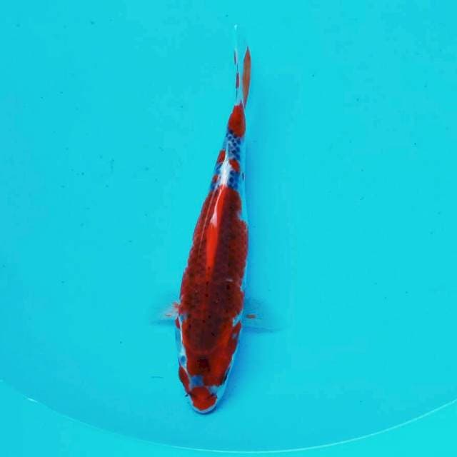 Kucighos*25cm