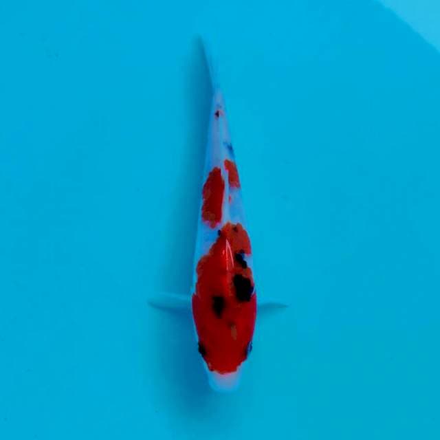 Sanke mini*20cm