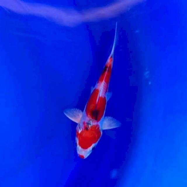 Maruten kucibeni sanke ciamix*16cm