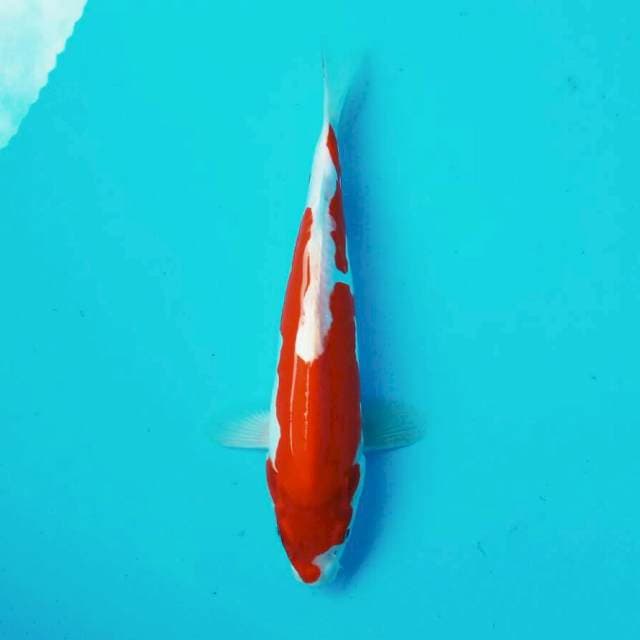 Kohaku doit*28cm