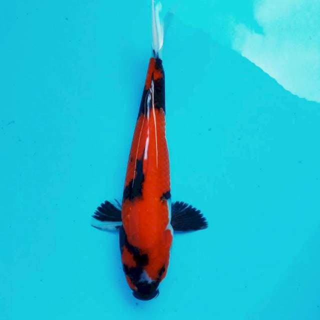 Hi Showa jrengg*26cm