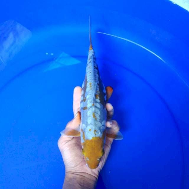 OCHIBA 28cm