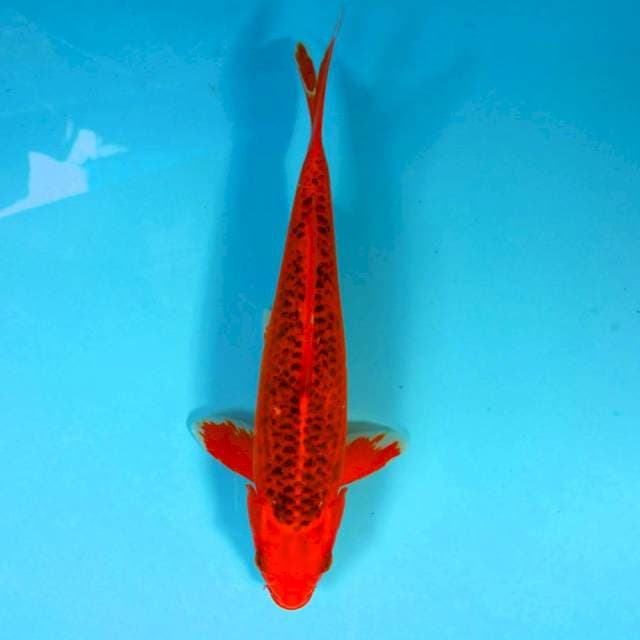 RED MATSUBA 31 male