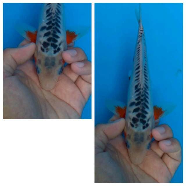 SHUSUI 23 cm