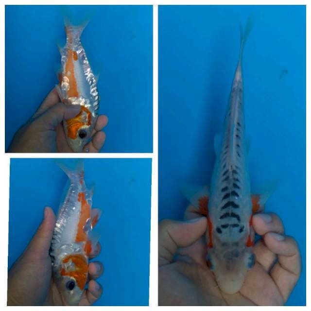 Shusui 23cm