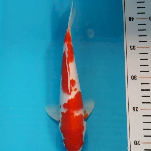 kohaku