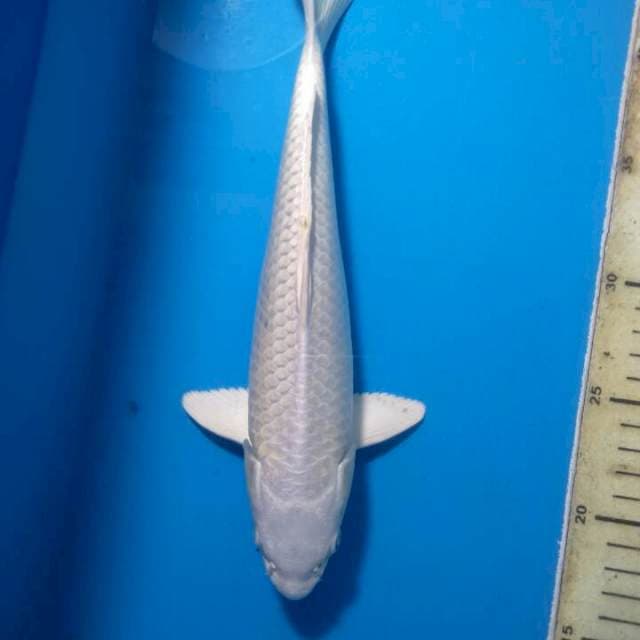 PLATINUM PLUSS T101 28CM MALE
