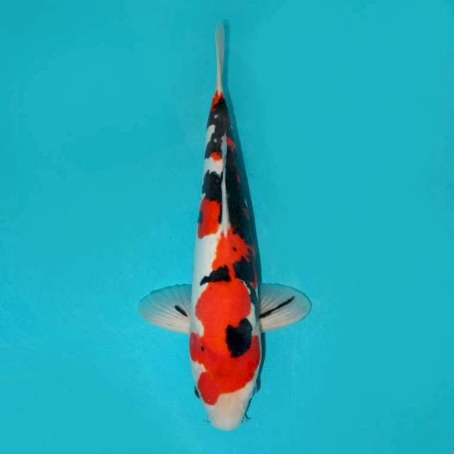 DOITSU SANKE 39 CM