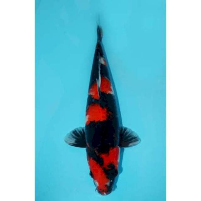 SHOWA 39 CM
