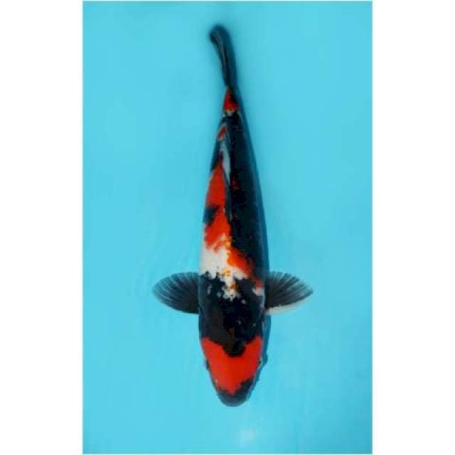 SHOWA 42 CM