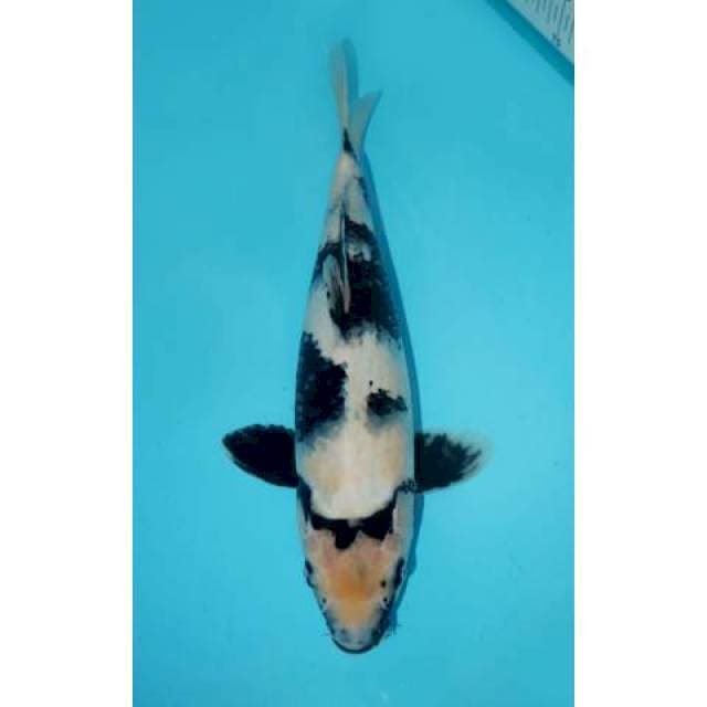 SHIRO 30 CM