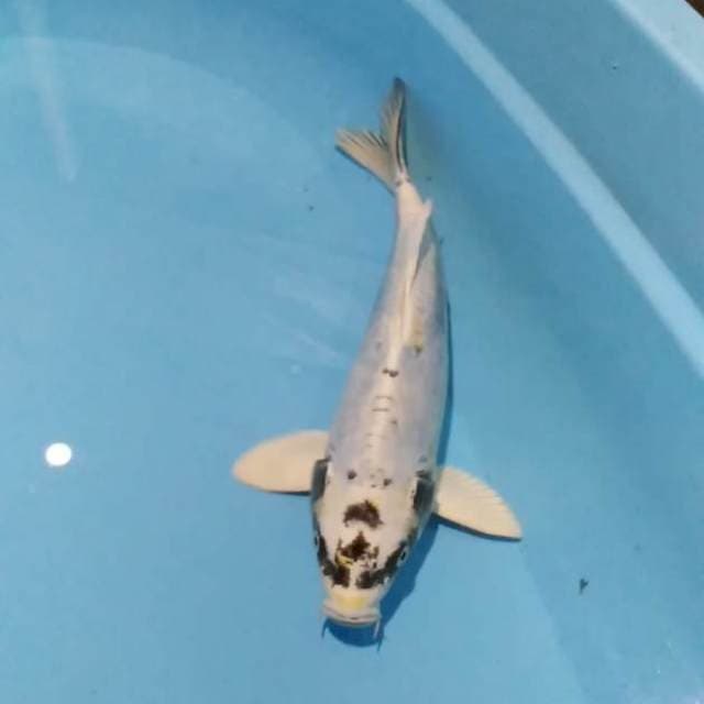 KABUTO BELANDA