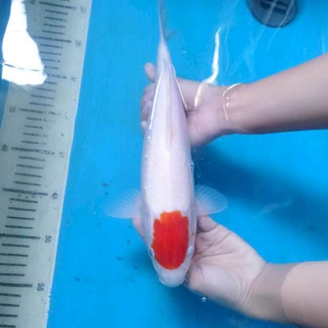 Red blood Tancho kohaku 30 cm