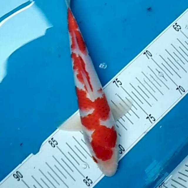 Kohaku asik pola batik 23cm