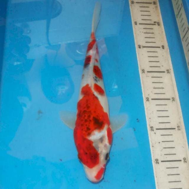 ANTIQUE GOSHIKI