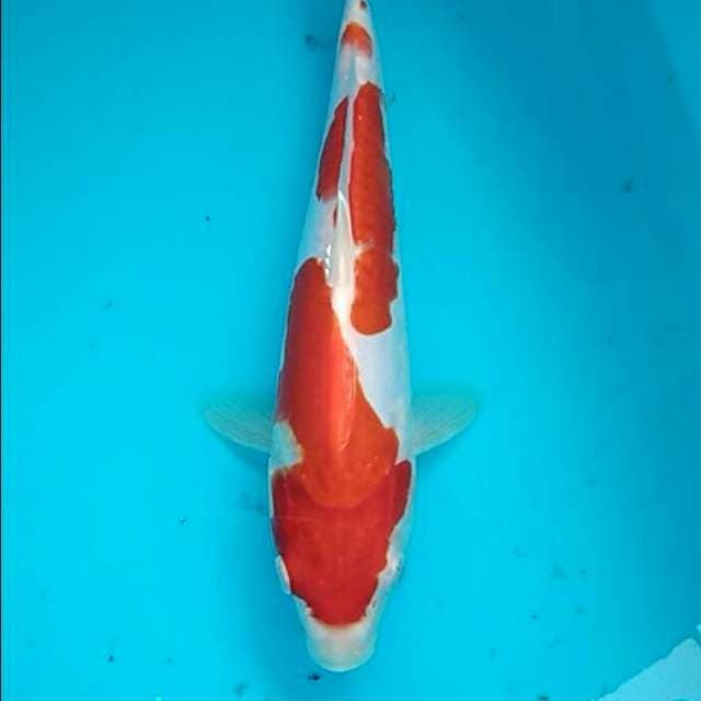 Kohaku doitsu pola inazuma 27cm