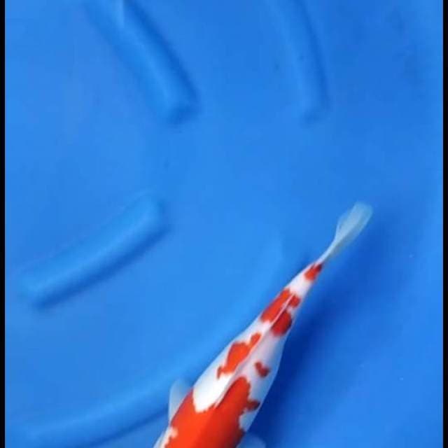 Red Kohaku Ayu