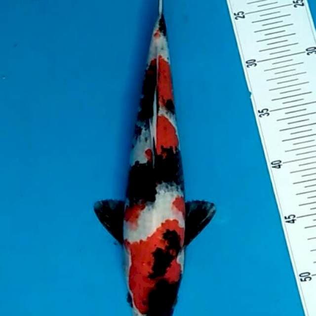 Showa provocateur gahar 34cm
