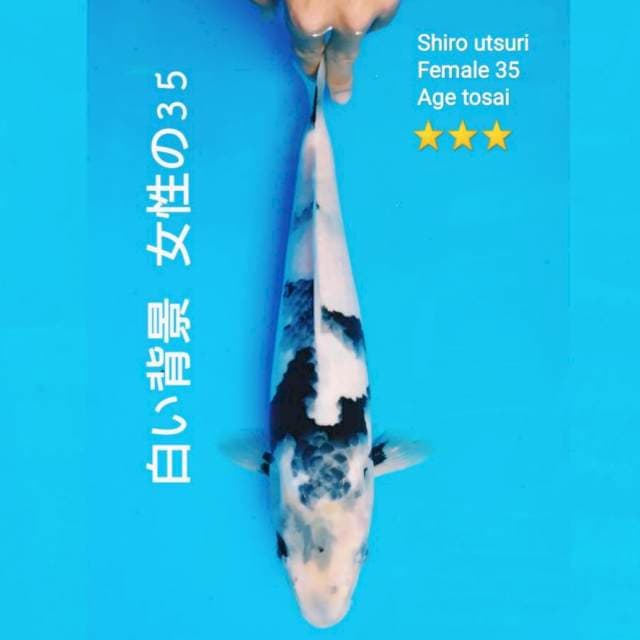 Shiro tategoi Prospek