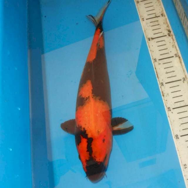 35cm F1 UTSURI BONSOR
