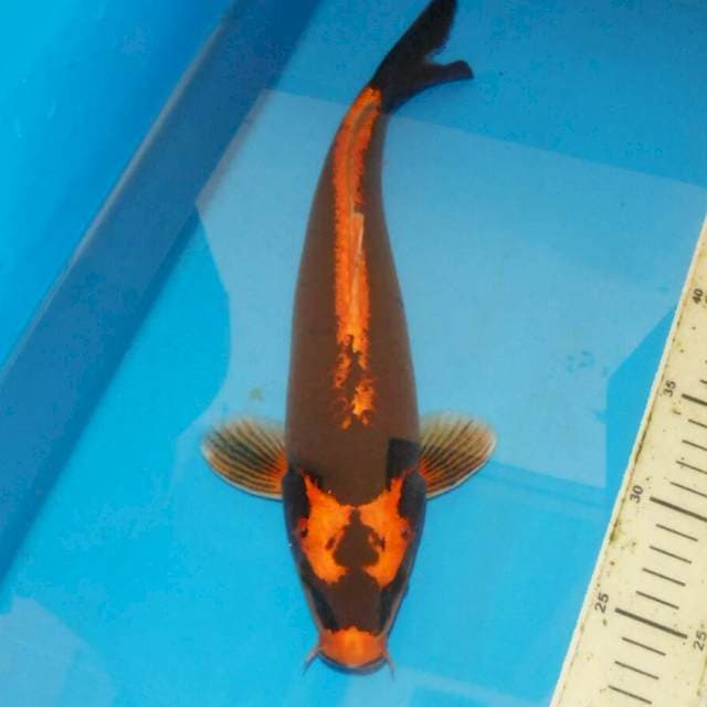 36cm KIN KABUTO TERPEDO