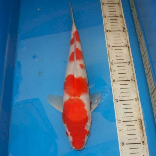 39cm F1 KOHAKU 4step