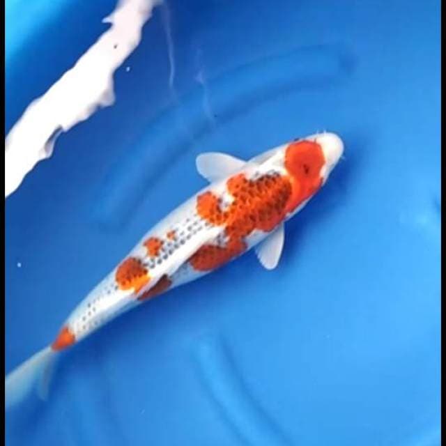 Jumbo Goshiki