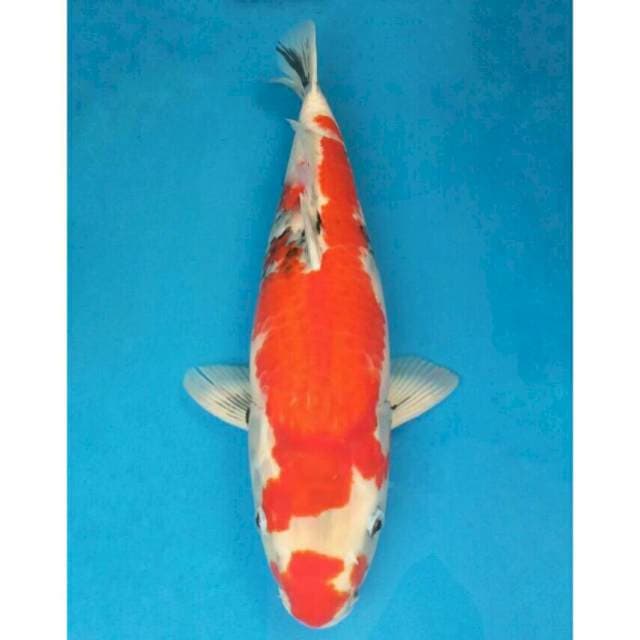 Ogata Jumbo Female Showa