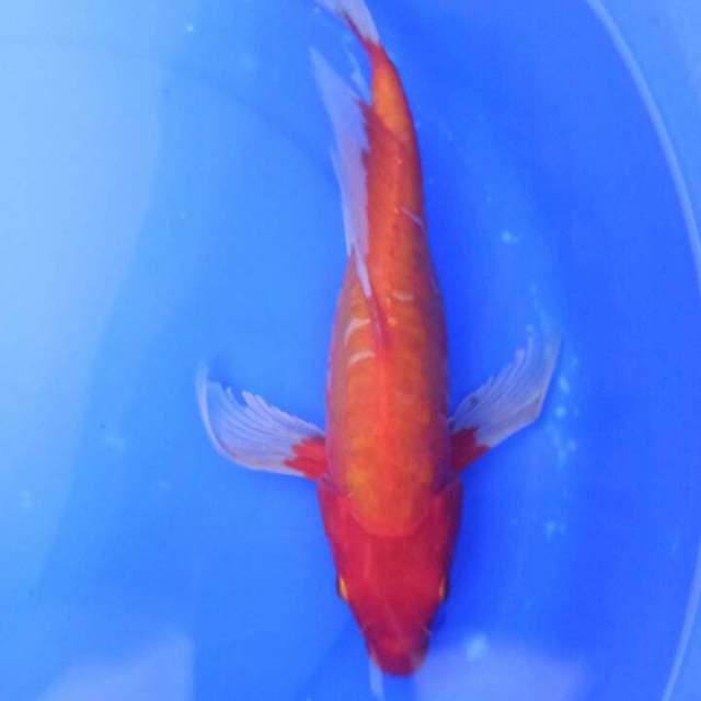 Kumpay warna Gradasi Orange Kuning