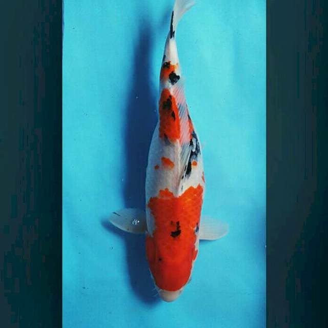 45cm female