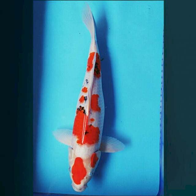 Maruten 48cm