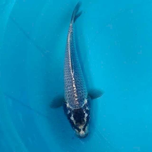 Blue kawarimono