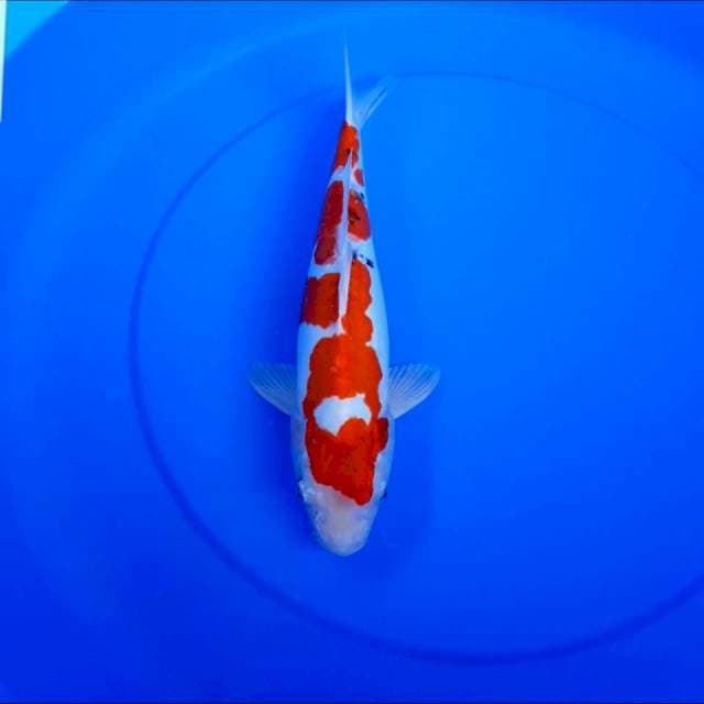 Doitsu 34 cm