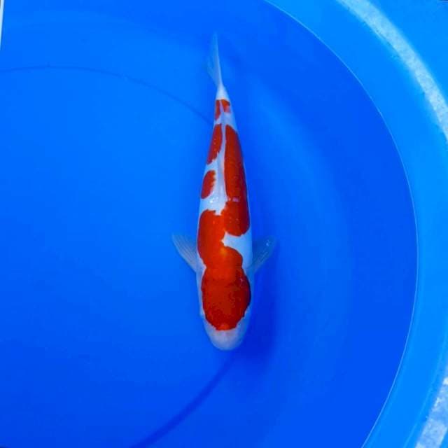 Doitsu kohaku 34 cm