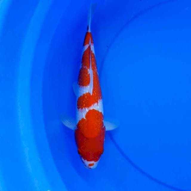 Kohaku ginrin 34 cm