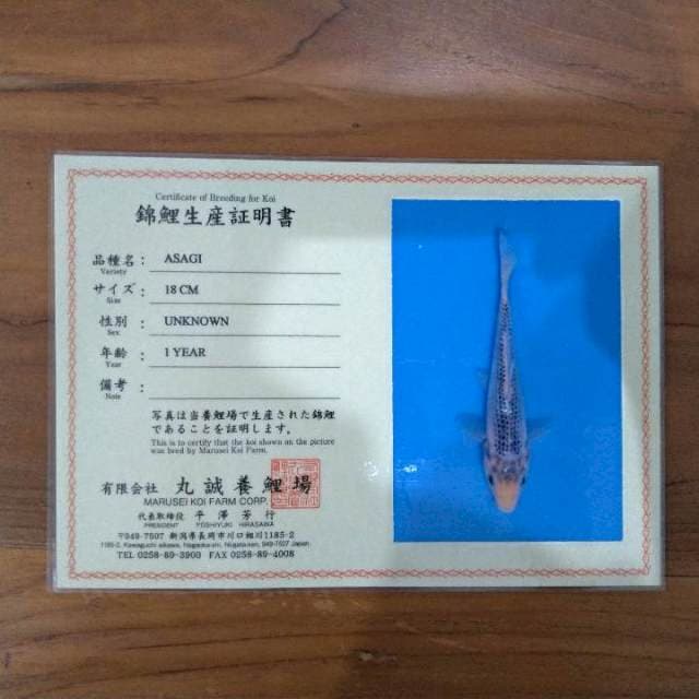 Asagi 18cm (Marusei Sertifikat). Import & Sertifikat