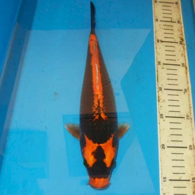 34cm KABUTO JINAK