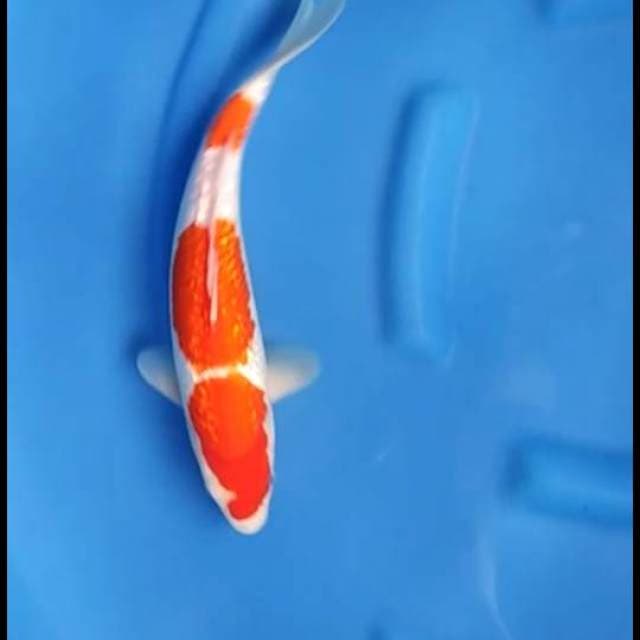 Kohaku Sandan Full Ginrin
