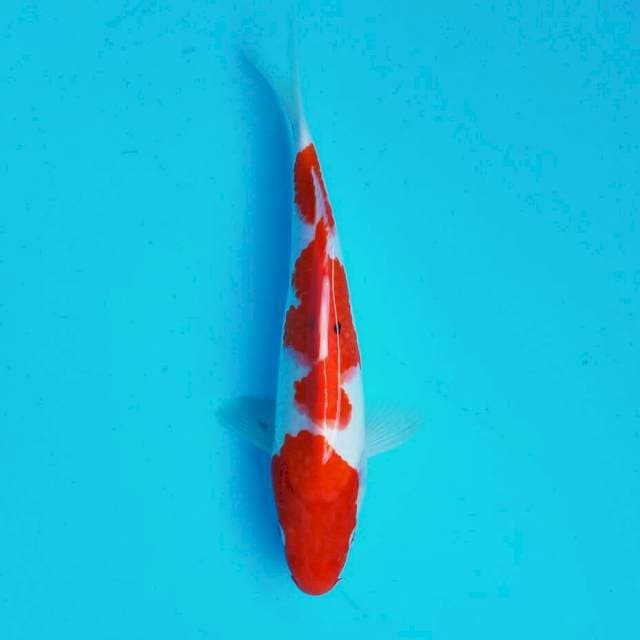 Kohaku*24cm