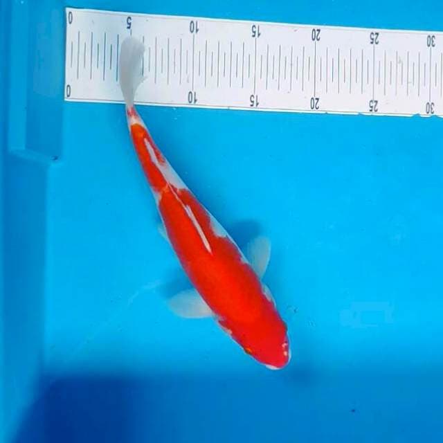Kohaku*31cm
