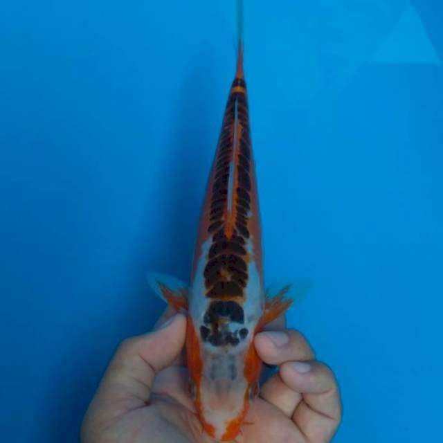 Red Dragon Hana Shusui 26 cm