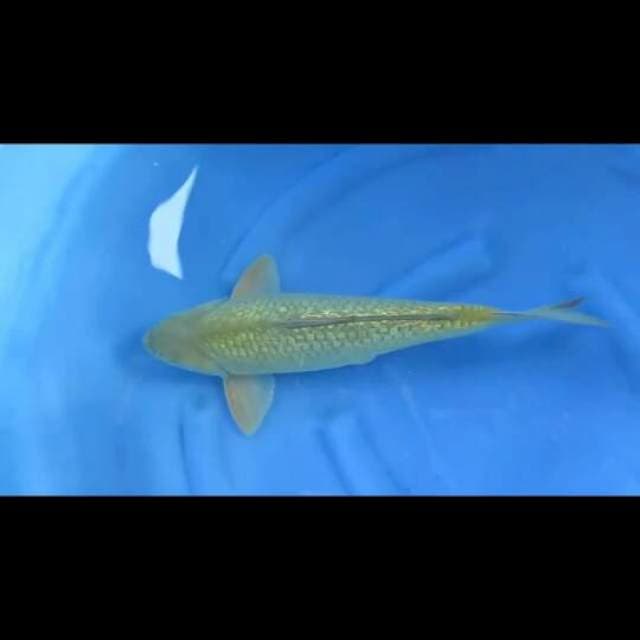F1 Midori Ginrin Sq - 40cm Male