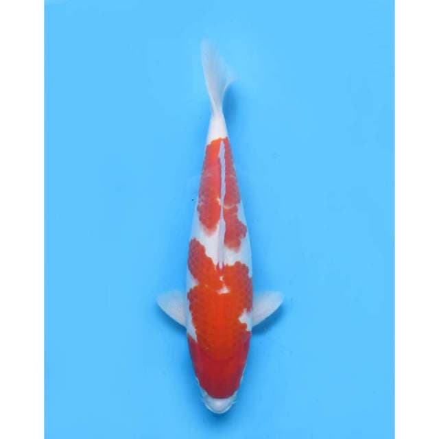 Nidan Kohaku F1,40Cm