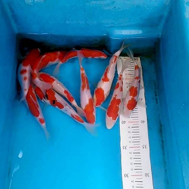 PAKET KOHAKU