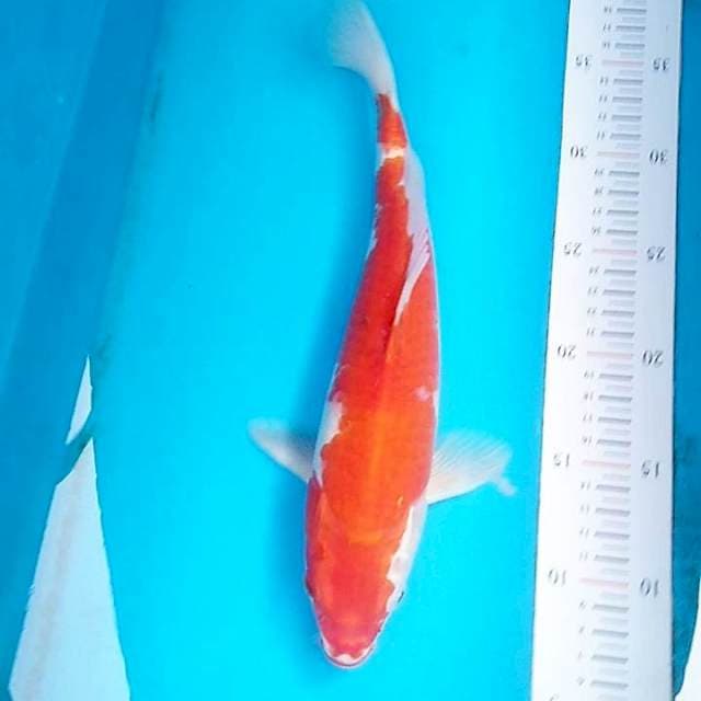 Kohaku 1step