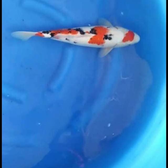 F1 sakai - maruten sanke tsubosumi 39cm