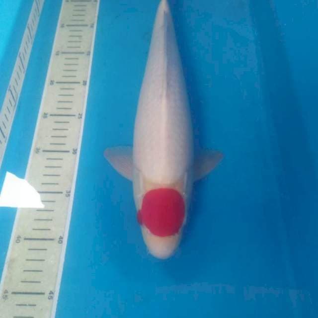 Tancho Kohaku Jantan 41 cm