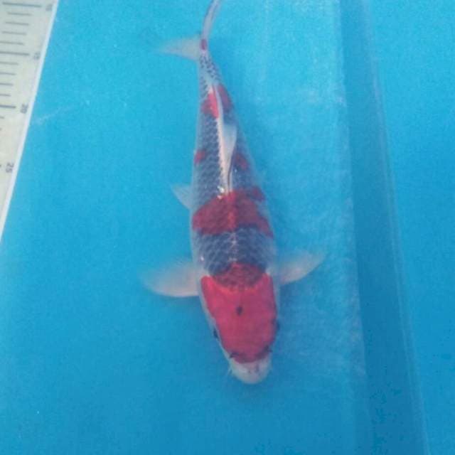 Goshiki 28 cm