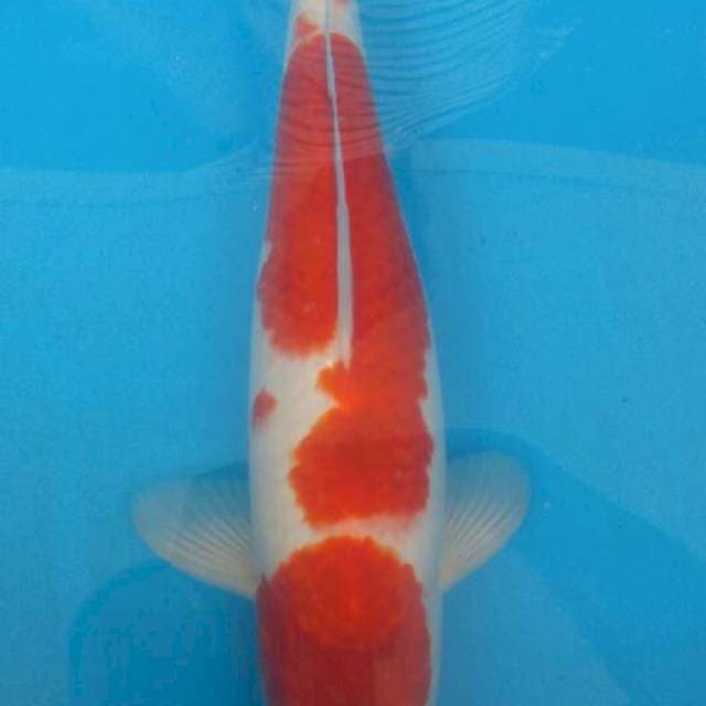 Kohaku 35cm